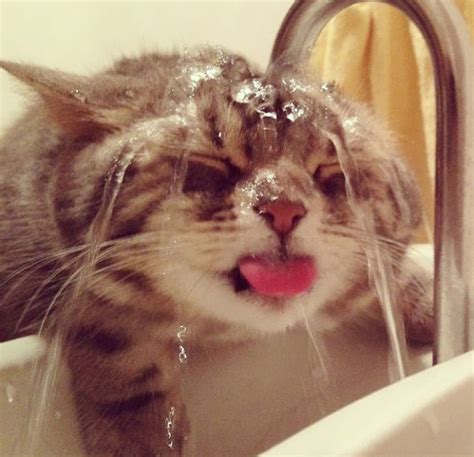 24 Crazy Cats That Broke All Rules And Fell In Love With Water