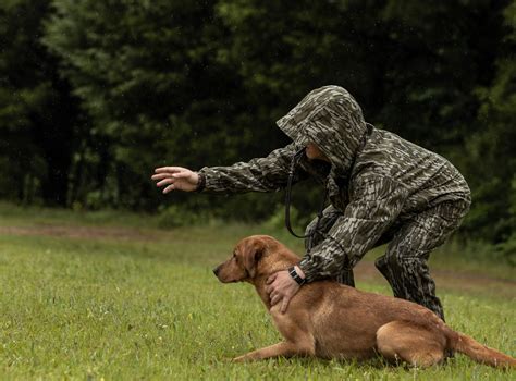 Started British Hunting Labs | Mossy Oak Kennels | Mississippi