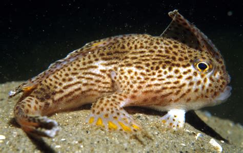 Forgotten species: the rebellious spotted handfish