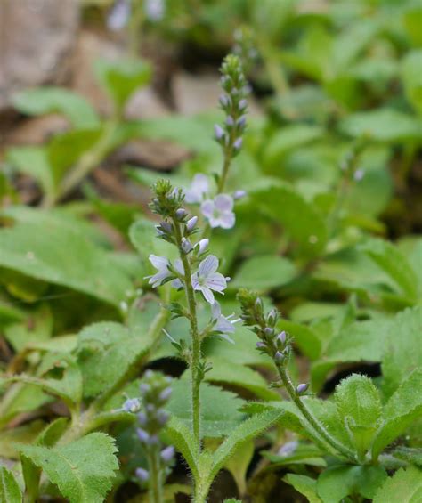 Common speedwell | Identify that Plant