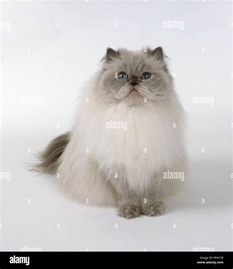 Persian Himalayan Cat Paw