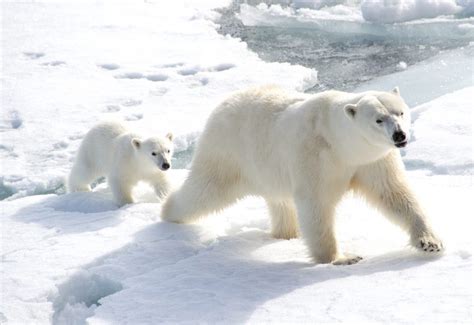 Polar bears can efficiently consume energy while walking • Earth.com