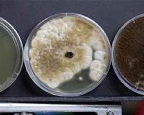 NRL fungal experiment launches as Artemis I payload - One News Page