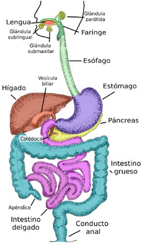 Sistema digestivo - Imagui