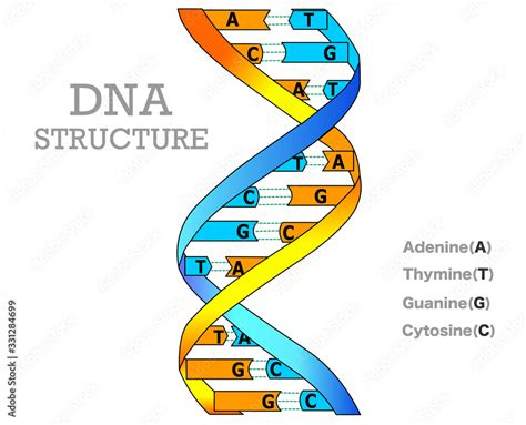 DNA structure model anatomy. Different double color RNA, Blue yellow ...