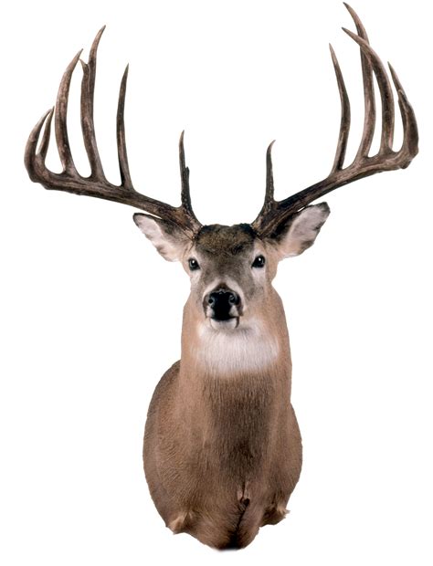 B&C World's Record - Typical Whitetail Deer | Boone and Crockett Club