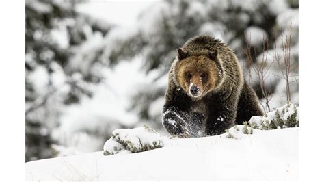 Wildlife Photography - Snow Day with Grizzly Bears - YouTube