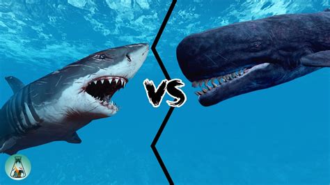 Titanoboa Vs Megalodon