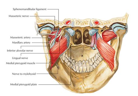 Inferior Alveolar Nerve – Earth's Lab