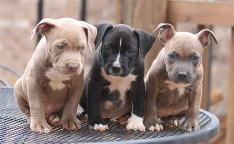 Free download Pit Bull Dog HD Wallpapers HD Wallpapers 360 [1600x1200] for your Desktop, Mobile ...