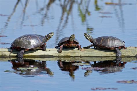 How to Care for a Painted Turtle? - Turtlean