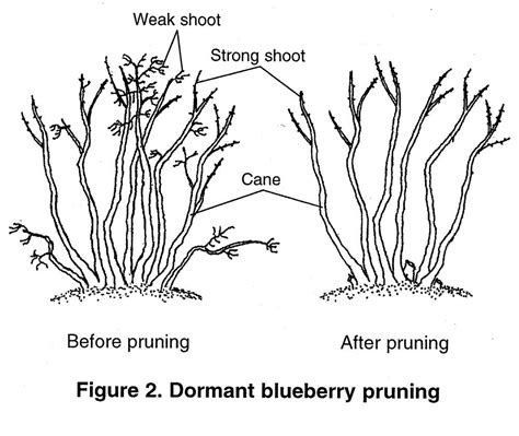 Blueberry bush care – Artofit