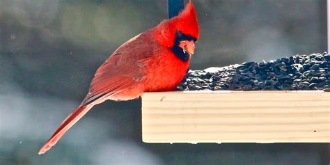 Feeding Cardinals In The Winter - How To Attract & Feed Redbirds!