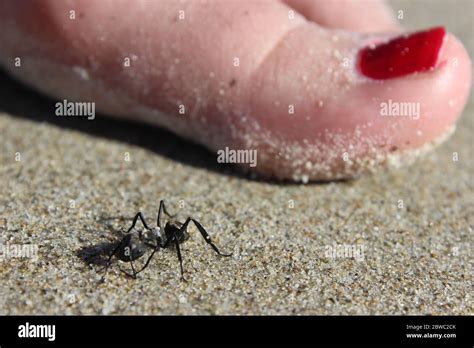 an ant stopped in front of a woman's foot Stock Photo - Alamy