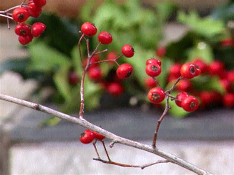 Propagating Holly | HGTV