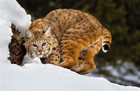 Animal You: Bobcat