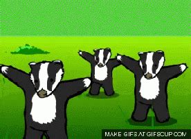 Badger GIF - Find & Share on GIPHY