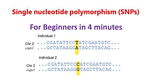 Single nucleotide polymorphism | SNPs | SNPs for beginners | - YouTube