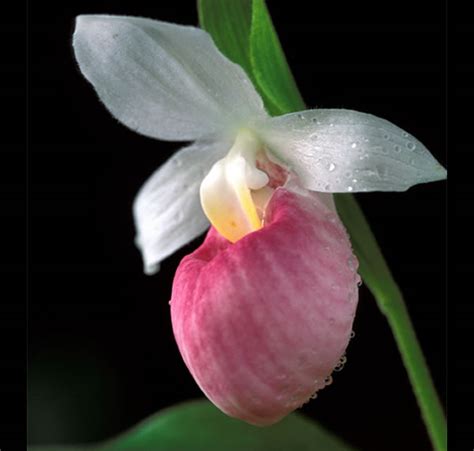 Cypripedium reginae