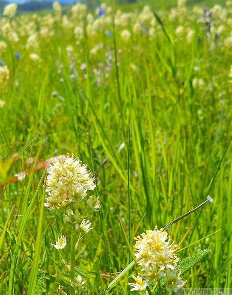 Celebrating Canada with Canadian Wildflowers » Rambling Tart