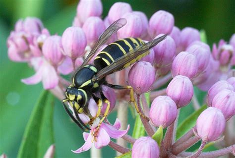 Ground Hornets - Get Rid of Hornets in MA, CT, RI, ME, NH, VT