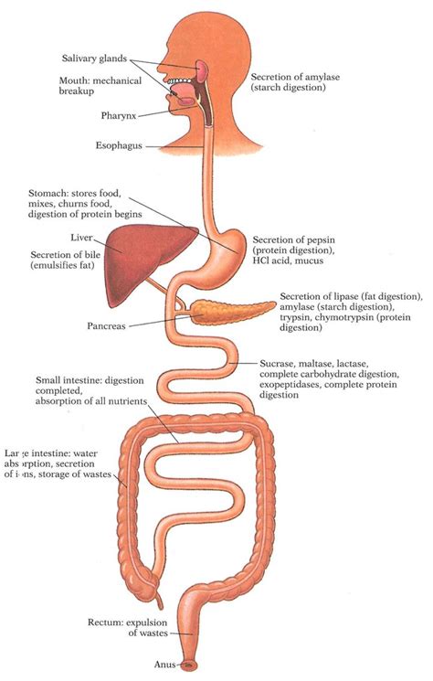 Digestion tract | Human digestive system, Digestive system, Basic ...