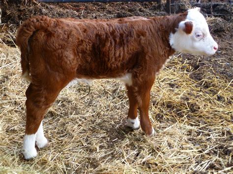 Middleground Miniature Herefords: Meet the Newest and Last Miniature ...