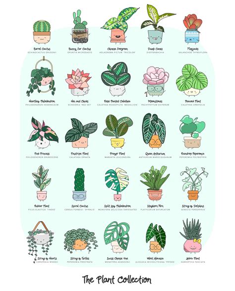 Names Of Potted Plants