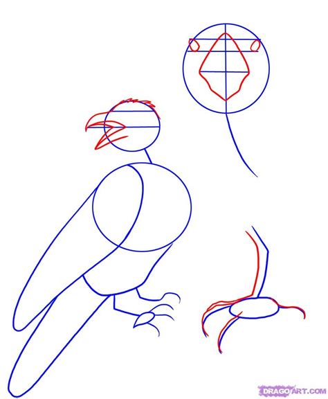 how to draw a raven step 2