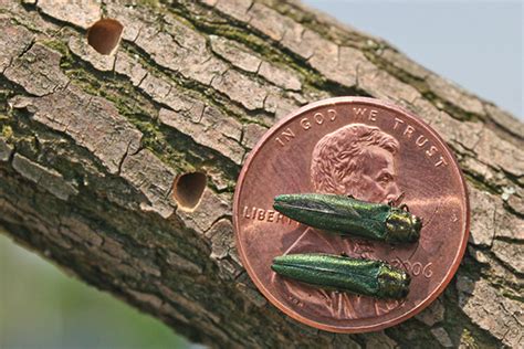 Emerald Ash Borer Damage | Signs | Projects Damaged Wood