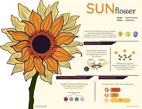 Sunflower Infographic by Adelina - Issuu