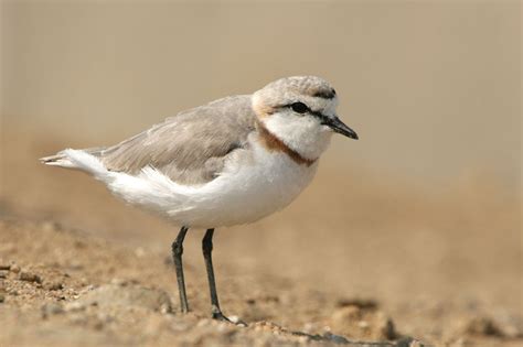 Photo - Chestnut-banded Plover - Charadrius pallidus - Observation.org