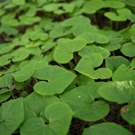 Asarum canadense Wild Ginger — Ontario Native Plant Nursery | Container ...