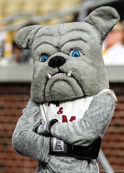 Who is the state's best college football mascot? Check out our 12 favorites