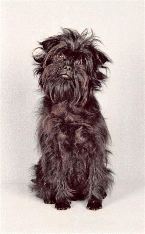 Affenpinscher | Toy-sized, Playful, Loyal | Britannica