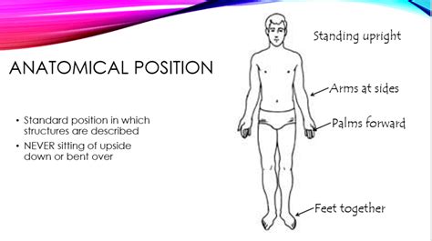 Anatomical Position Review | 144 plays | Quizizz