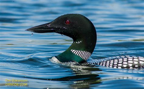 The Great Northern Diver | ORNOSK – birds, landscape, weather