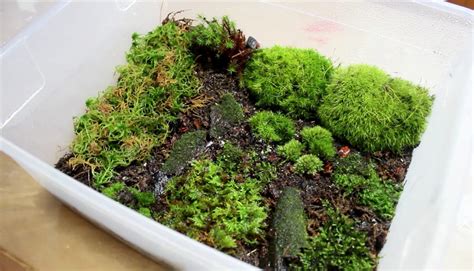 Kleine emerse Moss Sammlung – Bucephalandra & Moos Projekt