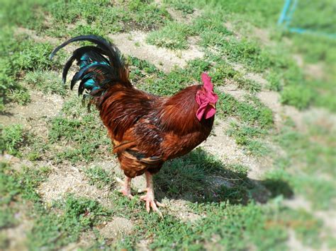 Caesar The Rhode Island Red Rooster | BackYard Chickens - Learn How to Raise Chickens