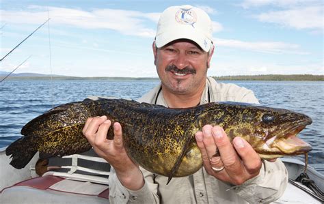 Double-figure burbot at World's best lake! - Angler's Mail