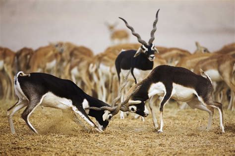 Antelope | Animal Wildlife