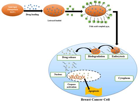 Nanomaterials | Free Full-Text | Nanoparticles in Drug Delivery: From History to Therapeutic ...