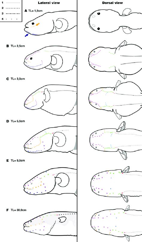 | Ontogenetic development of the lateral-line canals in larvae and... | Download Scientific Diagram