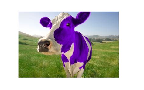 Small Businesses, Content Marketing and Purple Cow Formula