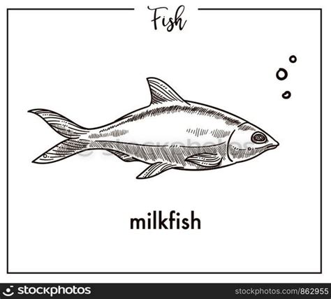 Milkfish sketch fish icon. Vector isolated chanos or bangus species fish sketch for fishing ...