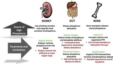 Management of Hyperphosphatemia in End-Stage Renal Disease: A New ...