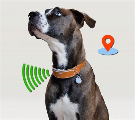 This Smart Dog Collar Has GPS Tracking and an Activity Monitor