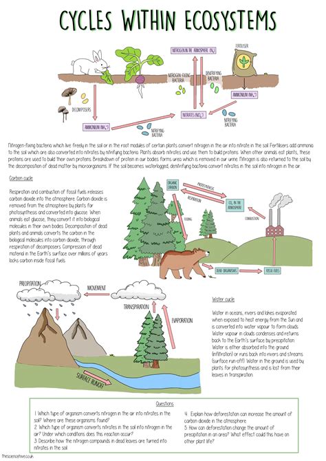 Cycles within ecosystems — the science hive