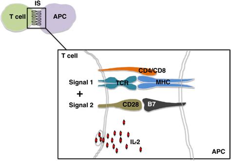 Signal 1 and 2 during T cell activation. Upon antigen presentation by ...