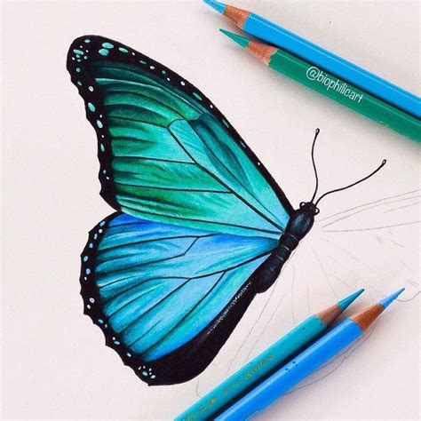 Illustration Inspo #2 | Colorful drawings, Easy butterfly drawing, Prismacolor art